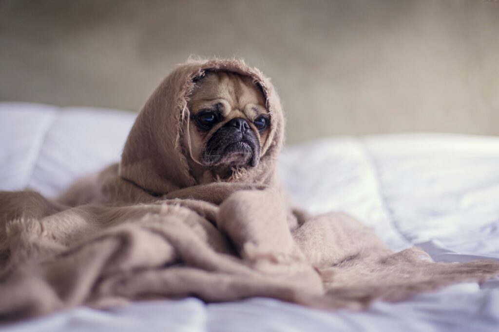 Photo by Matthew Henry pug covered with blanket on bedspread